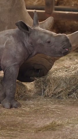 Baby rhino explores the world with gentle curiosity