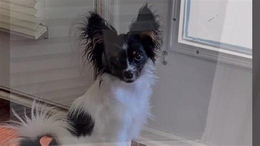 Magi on Instagram: "Magi getting ready for the coming winter storm. Especially after listening to Ella Dorsey. #dogs #cutedogs #dogslife #doglover #papillon #dog #dogsofinstagram #dogsofinsta #winter #winterweather❄️ @ella_dorsey"