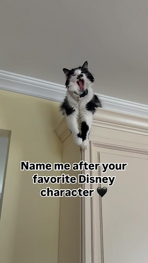 267 comments | I’ll go first … goofy  fits well if you watch the end ! #disney #disneygram #disneyhumor #disneycat #disneycats #catsofinstagram #cats #disneycharacter | Disney Magic With Rachel | Facebook