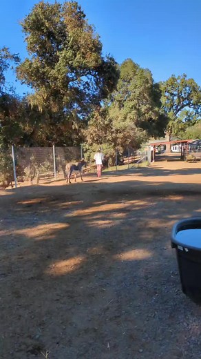11K views · 877 reactions | Ortega (donkeys) love their human care takers 殺❤️. He just follows us around a lot of the time. #donkey #bff #sanctuary | Oscar’s Place Adoption Center & Sanctuary | Facebook