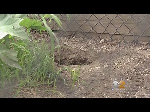 Long Island Groundhog Invasion