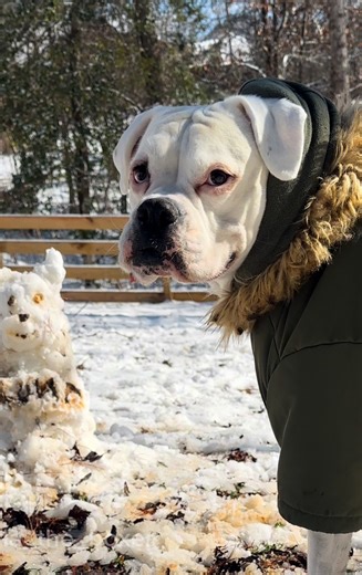 Luna didn’t appreciate the creativity 😅 #funnydogs #cutedogs #snowman #dogsinsnow #funnyskit #skit #funny #dogskit | Layla the Boxer