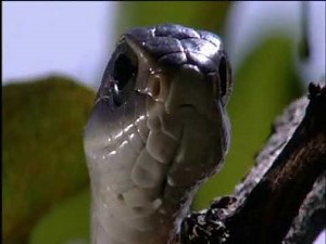 Ο ΚΟΣΜΟΣ ΤΩΝ ΖΩΩΝ - ΦΙΔΙΑ