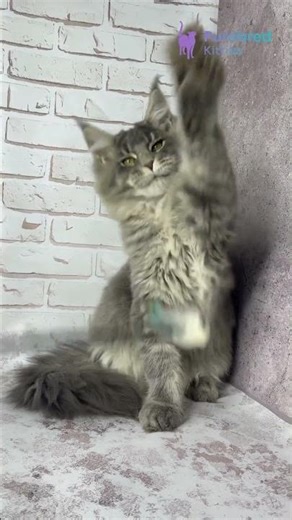 Meet Zane: The Blue Ticked Tabby Maine Coon Kitten 😻 Playful, Fluffy & Full of Charm! #MaineCoon