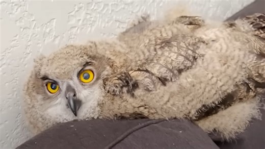 Rescued Baby Owl Becomes Part of a Loving Family