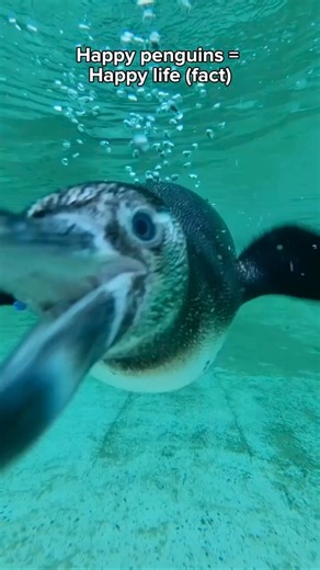 Go swimming with our penguins 🐧 We’re getting Londoners closer to wildlife this summer with a brand-new super high definition 360 degree underwater experience. Experience nature like never before at @outernetglobal on Tottenham Court Road from 26 July, and be fully immersed underwater within the biggest penguin pool in England. #London | London Zoo