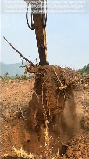 Hardcore root pulling: The excavator's grippers directly lift the whole thing up!