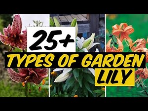 27 Types of Garden Lily - The Planet of Greens