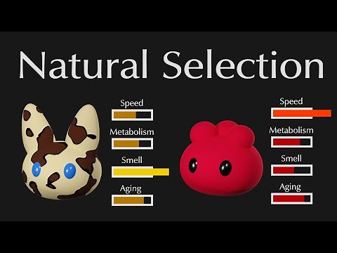 Simulating Natural Selection