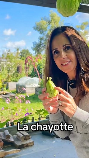 Tu connais pas la CHAYOTTE ? On l’appelle sousou, chouchou ou christophine C’est une plante tropicale qui produit des fruits avant les gelées. Elle aime le soleil et a besoin d’être arrosée régulièrement. Comment la faire germer et la cultiver ? Tu la laisses dans un coin ou semi enterrée … Tu connais ou pas la Chayote ? ( avec un « t » ou deux « t » , c est la même :) ? #chayotte #christophine #carolinemunoz #astucejardin #jardinage #sousou #plantetropicale Tournage avec la chayotte de @ecoledu