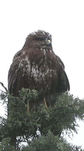 The Majestic Common Buzzard 🦅 | Territory Watch