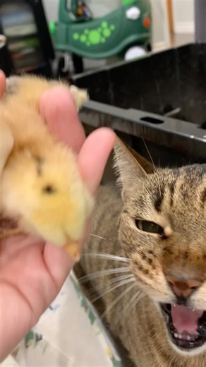 Cat Meets Baby Chick… What Happens Next? 😍🐥