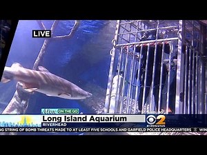 On The Go With Alex Denis: Swimming With Sharks Part 2