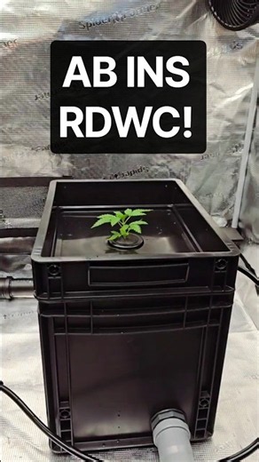 STARTSCHUSS! 🦞 Black Lobster geht ins RDWC 💧