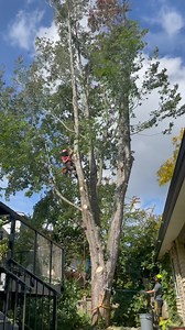 Spam rigging to help pull into, not out from a compromised main union , and to give the perfect lowering position in a tight drop zone. #arborist #climbingarborist #treework #treeremoval #treeclimbing #arblife #arboristsofinstagram | ClimbingArborist.com