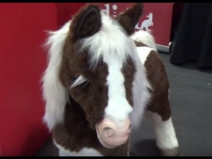 REAL OR NOT REAL/FAKE - Preschool & Kindergarten Learning