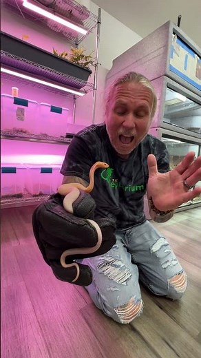 Handling Albino Monocle Cobra 🐍