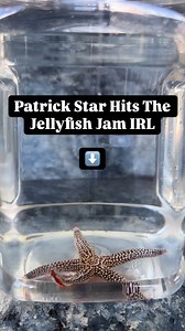 18K views · 60 reactions | I Have No Idea Why SpongeBob Gets All The Dancing Credit, When Patrick Has Moves Like This! So Amazing Watching These Starfish Navigate Around With Their Hundreds Of Tubed Feet! #animals #reels #ocean #starfish #trending #outdoors #viral #explore #nature #wildlife #explore #trendingreels #spongebob #patrickstar #naturephotography #education | Conner Rachowicz | Facebook