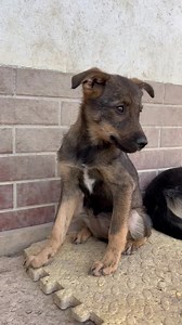 13K views · 1.1K reactions | ❤ Noé ❤ Wo bleibt Ihre Familie ?...