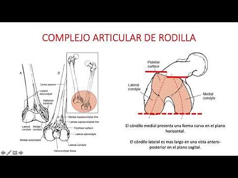 Biomechanics and Function of the Knee Joint Complex I