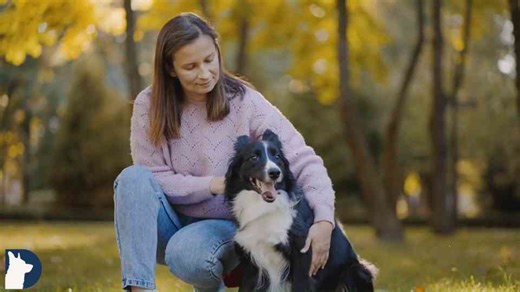 These Common Training Mistakes Are Ruining Your Dog’s Behavior!