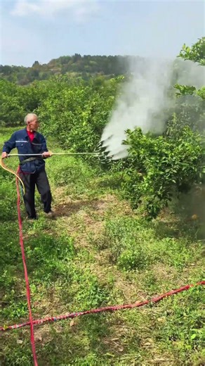 The process of fertilizing orange trees good tools can achieve twice the result with half the effort