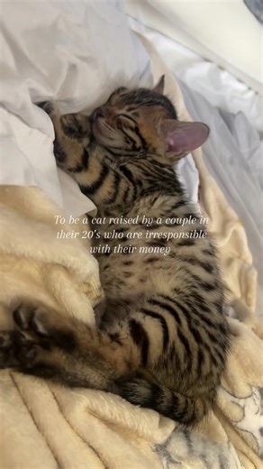 Adorable Bengal Kittens: A Playful Exploration