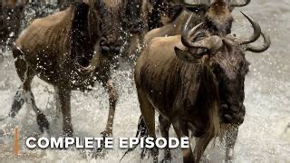 Predators vs Prey- The Most Extreme Animal Survival Tactics | Battle of the Alphas