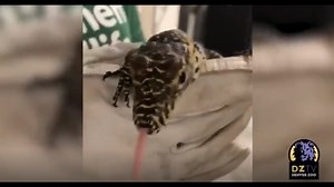 Denver Zoo Komodo dragon made two babies by herself