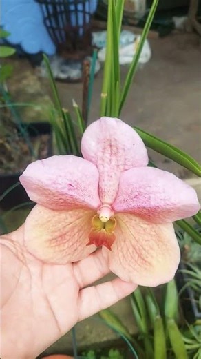 Huge vanda flower/Monkey broke the spike#reels#shirts#flowers#orchids#vanda#farden plants#plants