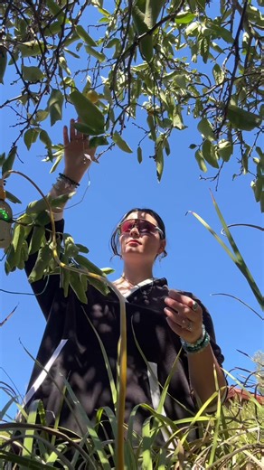 playing a lemon tree like its a synth🌿🍋 #synthtok #plants #plantmusic
