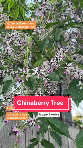 Sadly for spring flower lovers, Chinaberry Tree is a terrible invasive species in Texas and much of the southern US. “Chinaberry trees can create monocultures and lower biodiversity amongst native ecosystems. Also, this tree has allelopathic effects and is resistant to native insects and pathogens, making it a fierce competitor against native trees and almost impossible to eradicate with biological controls.” Chinaberry “is able to reproduce and spread both by seeds and vegetative pathways. The 