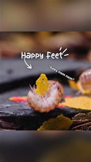 Cute & Happy baby isopod enjoying a fish flake on his back