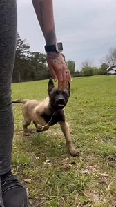 3.2K views · 79 reactions | Dog Training USA   Online courses https://theonlinedogtrainer.com/?aff=SmartDogTraining #DogTraining #SmartDogTraining #happydogs #DogTrainingUSA #DogTrainingTips #K9Training #DogObedience #PuppyTraining #WorkingDogs #DogTrainingLife #EliteK9 #K9Handlers #K9Unit #ProtectionDogs #ServiceDogs #CanineHeroes #DogsOfInstagram #USMilitaryDogs #TrainHardFightEasy #ObedienceTraining #dogtrainersofinstagram | German shepherds | Facebook