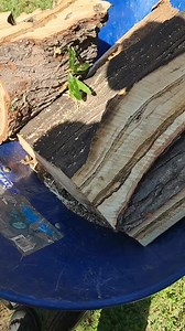 Urban Timbers on Reels