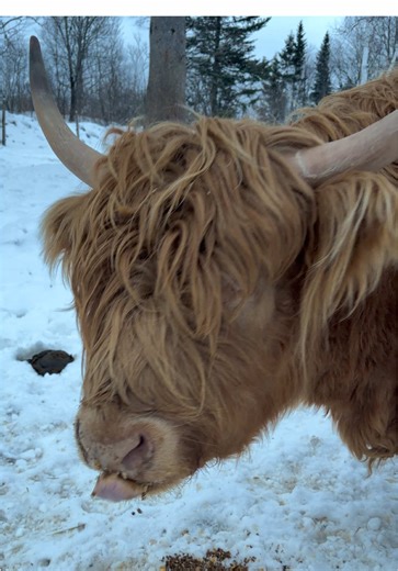 Highland Cows: The Fluffy Cuddle Buddies of the Farm