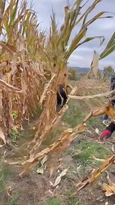 "Quick Cane Cutting Technique" #SugarCane #FarmingTech #EfficiencyInAction #AgricultureSkills #CaneHarvesting | Be You
