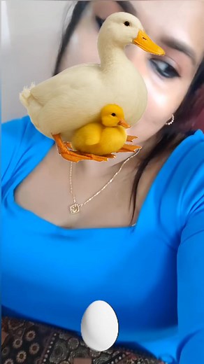 Duck 🦆 egg 🥚puzzle🧩 game #duckchallenge #eggchallenge #puzzle | Rani Priya