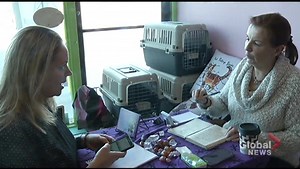 Animal psychic visits the Toe Beans Cat Cafe in Port Hope