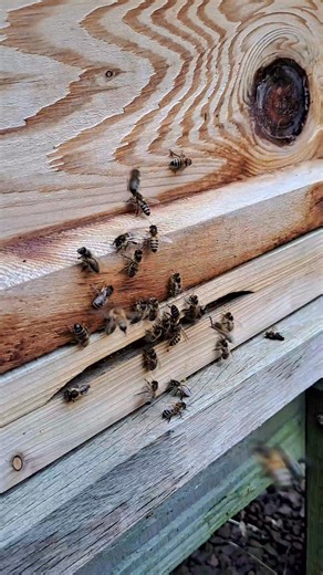 Navigation and Hive Orientation Honeybees learn their home location with short, deliberate orientation flights the first time they leave the hive and before they begin regular foraging, using those flights to map landmarks and the skyline panorama. Orientation flights expand from close-in hovering to wider spirals that climb several metres so bees can memorise distant features and store a panoramic view of the horizon for later use. Foraging bees form robust spatial memories allowing them to rec
