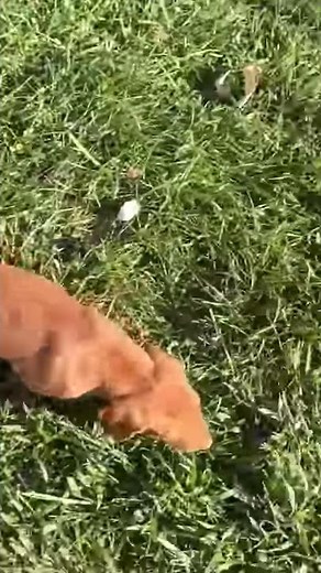 Vizsla Puppies For Sale