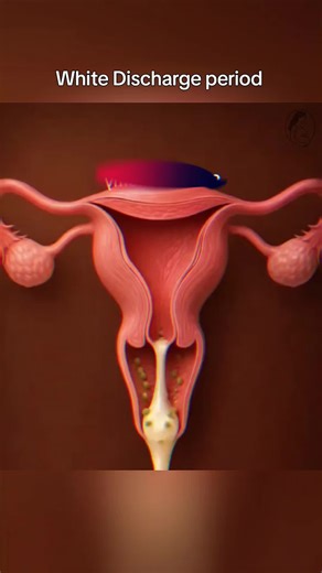 Olores del Flujo Menstrual: ¿Qué Significan?