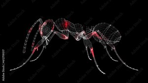 Spread of virus through 3D body of insects on black background. Spread of infection by animals and insects. Visual demonstration of virus in the body. Science Medical concept. 60 FPS 3D animation