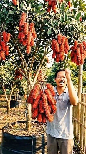 Panen rambutan long Thailand berbuah lebat #rambutan