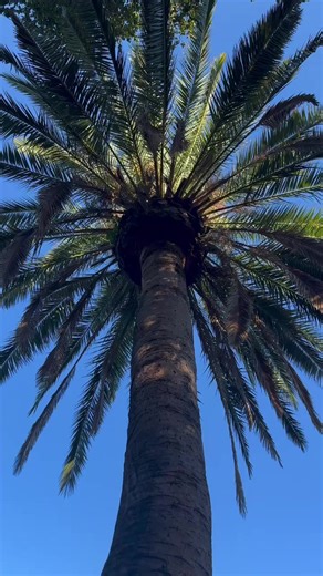 What's going on here? WRONG ANSWERS ONLY. 🔍🌲🤔 🎵: MB01NDJPGOB0JXO | Stanford Alumni