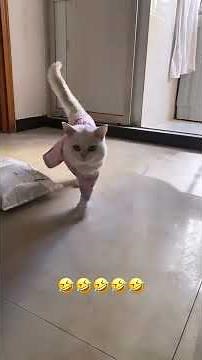 Hilarious Cat Clips 😂🐾 | Funniest Cats Compilation 2025