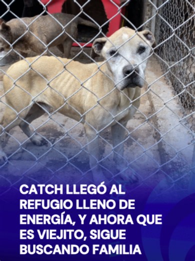 🐶🐾Catch lleva toda la vida esperando una familia que lo ame y Negrito también busca un lugar seguro en donde reciba mucho amor. ¡Tú puedes adoptar a estos lomitos! 🥺 #tiktokinforma #tiktokmehizover #CDMX #perritos #adopcion