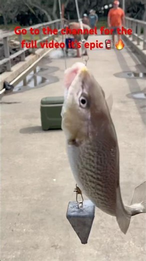 Catching huge croaker🤯 #fishing #catchandcook #croaker