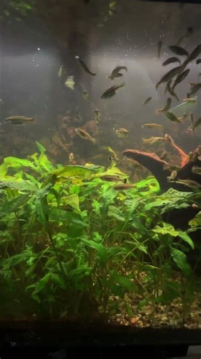 I've had this Ameca splendens colony for over 6 years!