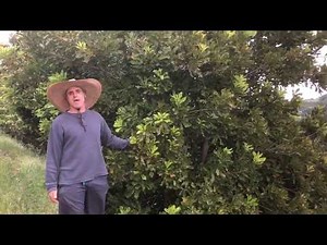 The Macadamia Nut Tree, Macadamia tetraphylla